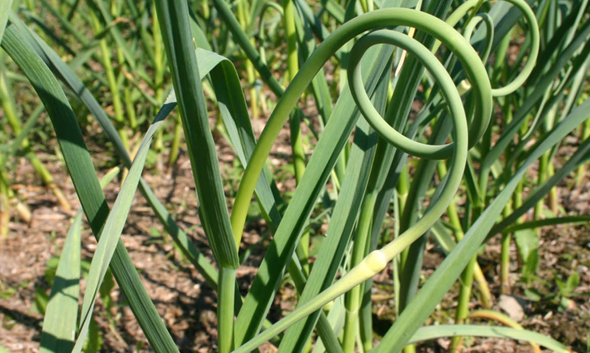 Ails dans la Vallée de la Coaticook