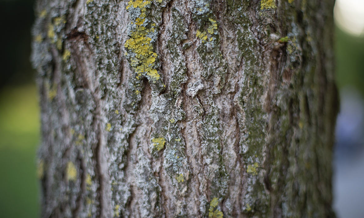 Produits régionaux Estrie : Érable