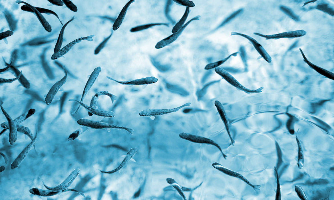 Produits Régionaux Estrie : Truite