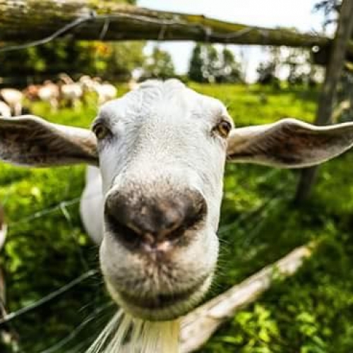 Fromagerie Domaine de Courval
